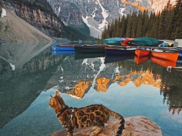 旅行猫拍照技巧(旅行猫拍照技巧图片)
