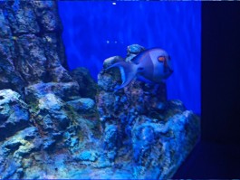 怎样用一句话形容海底世界的美景(怎样用一句话形容海底世界的美景呢)