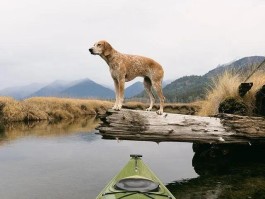 带狗狗旅行的心情(带着狗狗旅游)