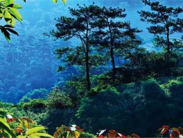 长泰旅游景点(长泰旅游景点攻略免费)