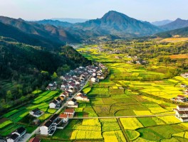 汉中油菜花(汉中油菜花在哪个县)