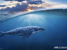 海底两**中尼摩船长海底环球旅行的路线(尼摩船长等人在海底环球探险中遇到了哪些险情)
