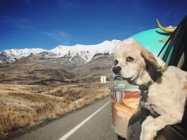 十一带狗新疆自驾旅行(十一新疆自驾游最佳路线)