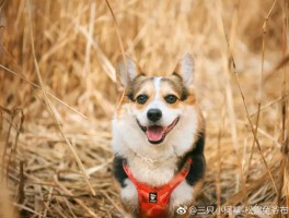 带宠物旅行拍照技巧视频教程下载(带宠物旅行拍照技巧视频教程下载安装)