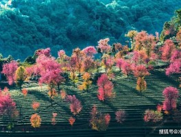 12月最值得旅行的地方(12月最值得旅行的地方是哪里)