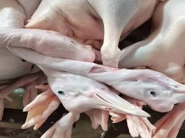 鹅的营养价值(鹅肉的营养价值及危害有哪些)