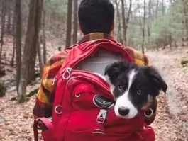 一个人一条狗的旅行(一个人一条狗的旅行作文)