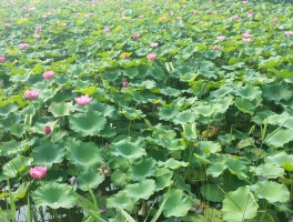 济宁好玩不收费的景区(济宁最大的动物园在哪)