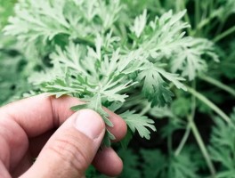 艾草的十大功效与作用(艾草的十大功效与作用和禁忌)