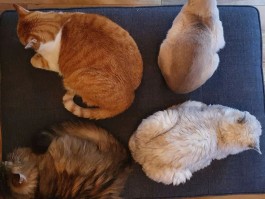 可以烧烤的猫咪品种(烧烤家猫可以吃吗)