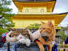 旅行猫拍照技巧图片(旅行猫拍照技巧图片高清)