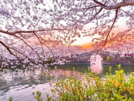 包含春季去哪里旅游比较好国内的词条