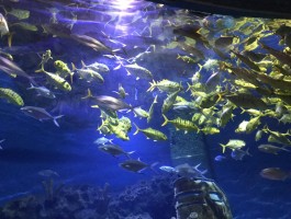 武汉海昌极地海洋世界(武汉海昌极地海洋世界可以玩多久)
