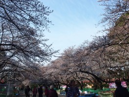 东京上野公园(东京上野公园樱花)