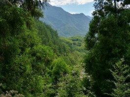 天目山旅游攻略(天目山旅游攻略两日游最佳路线)