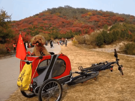 带小狗一起骑自行车旅游(骑自行车带狗狗能连续跑多久)