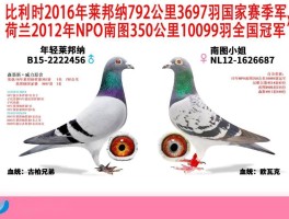 超级黄金右眼(超级黄金右眼追已)
