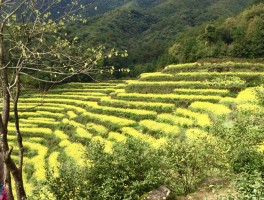 包含2023婺源旅游几月份去最好的词条
