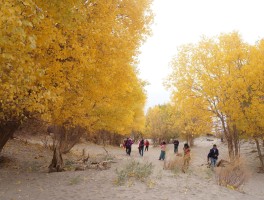胡杨林旅游攻略(太原到胡杨林旅游攻略)