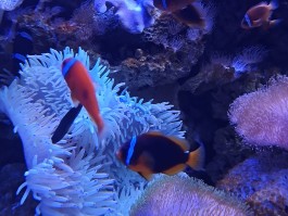 极地海洋世界团购(极地海昌海洋世界门票)
