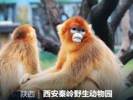 秦岭野生动物园门票(秦岭野生动物园门票需要预约吗)