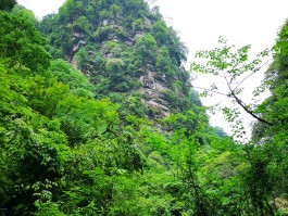 碧峰峡(碧峰峡熊猫基地在哪个城市)