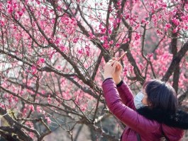南京梅花山门票(南京梅花山门票多少钱一张60岁老人要票冯)