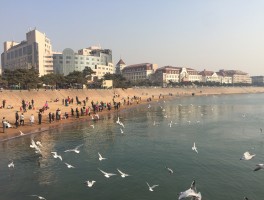 青岛旅游局(青岛旅游局局长)