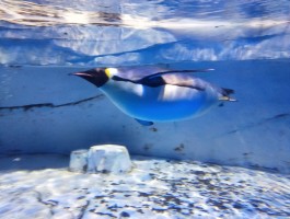 成都海昌极地海洋公园(成都海昌极地海洋公园地图)