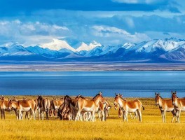 雪域旅游记录(雪域藏乡是哪个旅游区的特征)