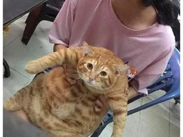 关于宠物猫可以吃的烧烤品种推荐的信息