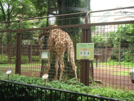 上野动物园(上野动物园在哪个城市)