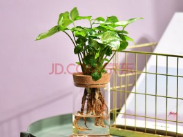 室内水养什么植物最好养(适合室内养水植物)