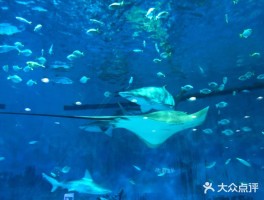 北京海洋馆旅游日记(北京海洋馆旅游日记400字)