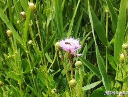 世界上美如画的野花野草美景(世界上美如画的野花野草美景图片)