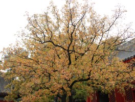 香山公园攻略(香山公园游园攻略)