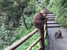 自驾峨眉山把车停哪里最方便(峨眉山自驾游建议停哪个停车场)