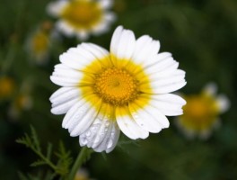 淡芳盈香·白发(淡淡芳香是什么短语)