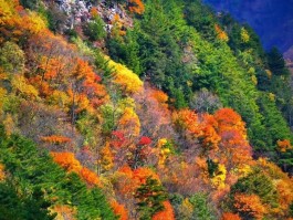 彩色世界美景(彩色世界长什么样子)