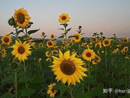 旅行拍照技巧知乎(超实用的旅行拍照姿势大全)