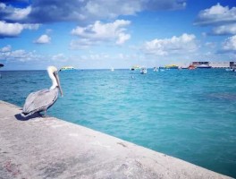墨西哥美女环球旅行(墨西哥美女环球旅行人物)