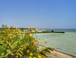 日照旅游攻略2022年美食美景打卡(日照旅游攻略2022年美食美景打卡图片)