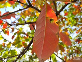详细介绍6种实用的手机摄影技巧(详细介绍6种实用的手机摄影技巧图片)