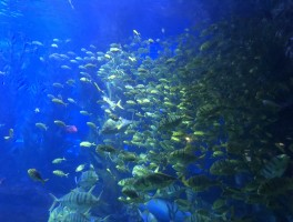 海世界美景(海世界在哪里)