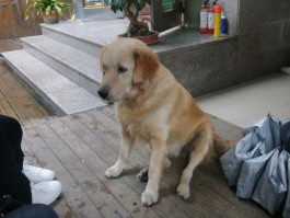 一狗说走就走的旅行(一说走就走的旅行句子)