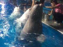广州正佳极地海洋世界(广州正佳极地海洋世界表演时间表)