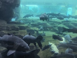 杭州极地海洋世界(上海海昌海洋公园和杭州极地海洋世界)
