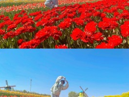 北京鲜花港(北京鲜花港开放时间)