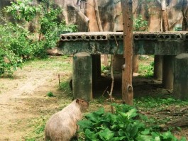 红山动物园门票(红山动物园门票可以反复进吗)