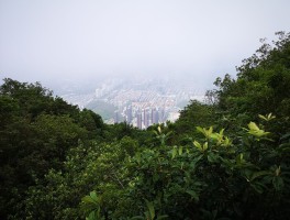 关于梧桐山旅游美食攻略的信息